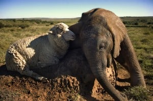 Elephant and Sheep2