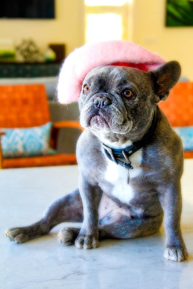 Easy Overnight French Toast Casserole infused with wonderfully sweet caramel-like dulce de leche is decadently delicious and all prepared in advance making it ideal for busy or special occasion breakfast. And don't skip the Brown Sugar Pecan Topping - its out of this world!