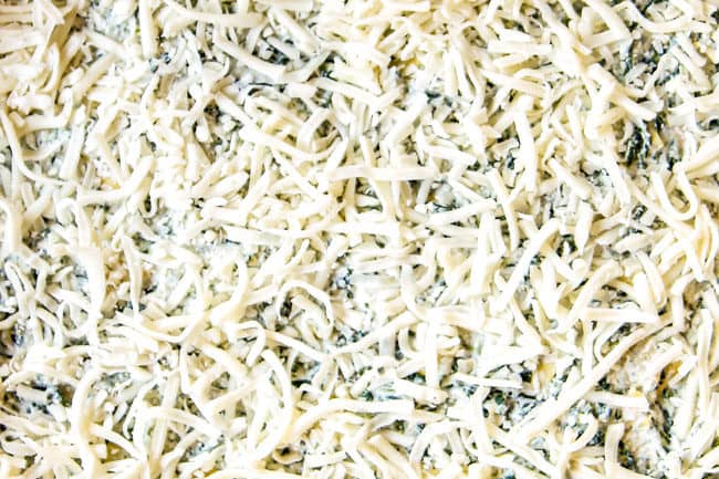 showing how to make white lasagna by layering a 9x13 with mozzarella cheese